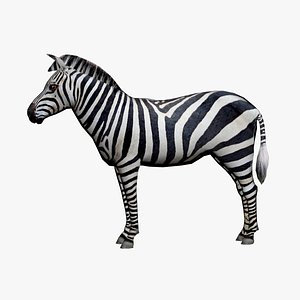 Zebra model
