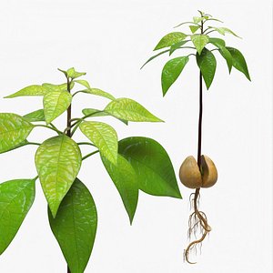 Sprouted Avocado Seed with Full Root System Fur