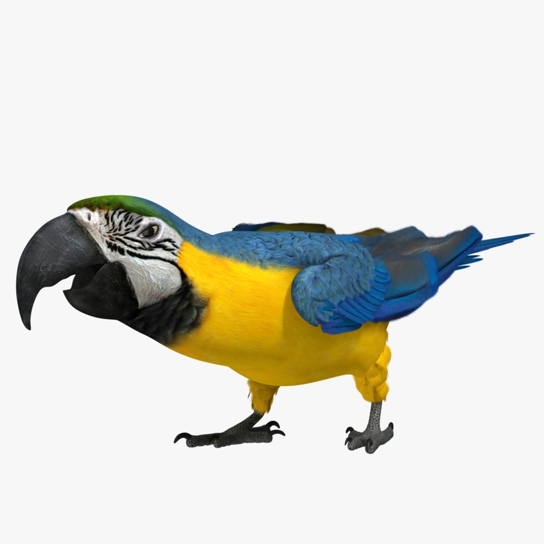 ara ararauna blue-and-yellow macaw obj https://p.turbosquid.com/ts-thumb/pf/lztwO2/HREMU8Xs/r09/jpg/1418721472/1920x1080/fit_q87/cb2a6afa6564403524078a4fe848d3d48d305a44/r09.jpg