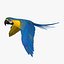 Ara Ararauna 'Blue-and-yellow Macaw Parrot'