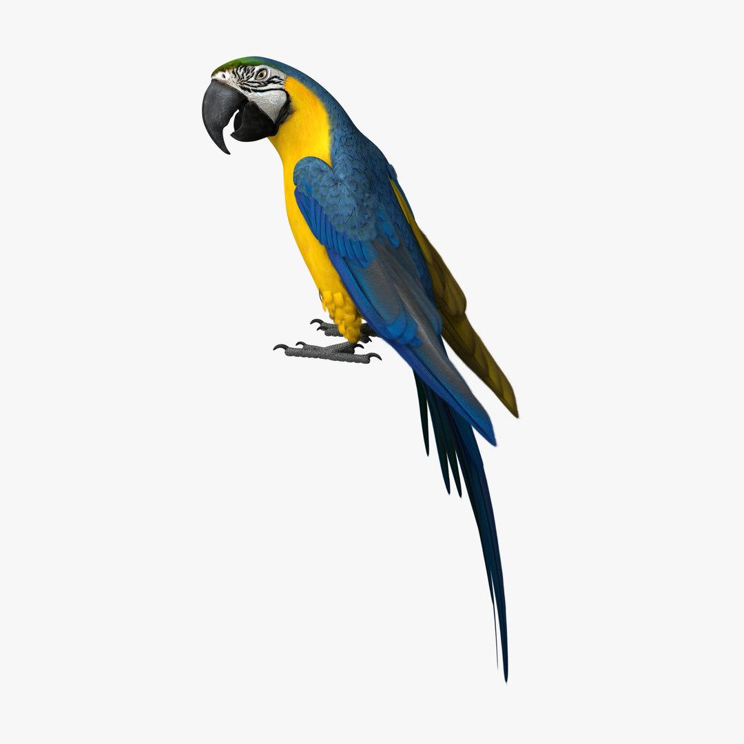 ara ararauna blue-and-yellow macaw obj https://p.turbosquid.com/ts-thumb/pf/lztwO2/WaI19m8s/r03/jpg/1418718173/1920x1080/fit_q87/d19d3f381a66c679bc520252b3a96704a4f4ccd0/r03.jpg