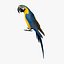 Ara Ararauna 'Blue-and-yellow Macaw Parrot'