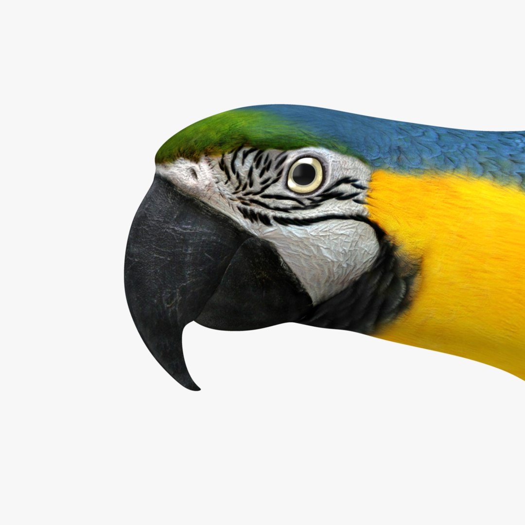 ara ararauna blue-and-yellow macaw obj https://p.turbosquid.com/ts-thumb/pf/lztwO2/ZprPT2At/r08/jpg/1418719995/1920x1080/fit_q87/69b89b2a7ca3d2793ea7a29a55993bfbfa440770/r08.jpg