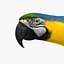 Ara Ararauna 'Blue-and-yellow Macaw Parrot'