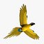 Ara Ararauna 'Blue-and-yellow Macaw Parrot'