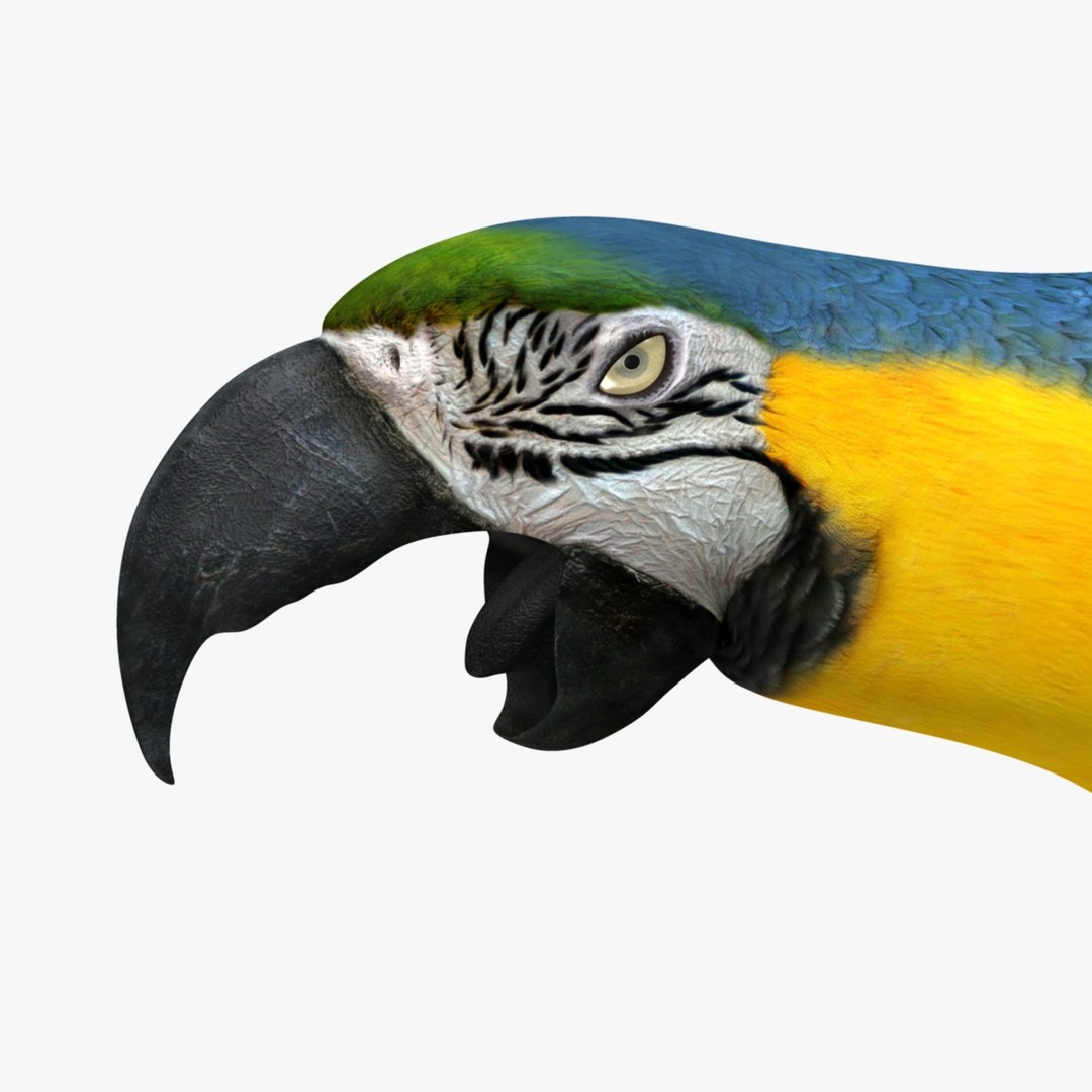 ara ararauna blue-and-yellow macaw obj https://p.turbosquid.com/ts-thumb/pf/lztwO2/g5wH4y2s/r07/jpg/1418719818/1920x1080/fit_q87/407d026c99afb35a48578de8c9bf6475847e137f/r07.jpg