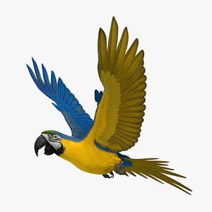 ara ararauna blue-and-yellow macaw obj