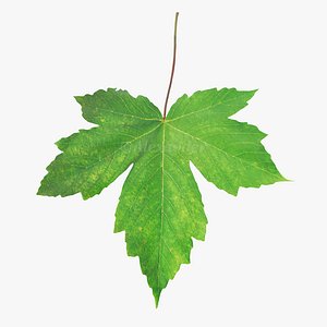 Acer pseudoplatanus summer leaf 3D model