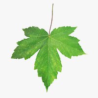 Acer pseudoplatanus summer leaf