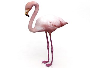 American Flamingo 3D model
