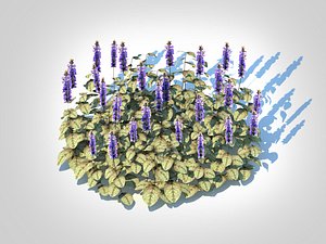 Ajuga reptans  Burgundy Glow Bugleweed 3D model