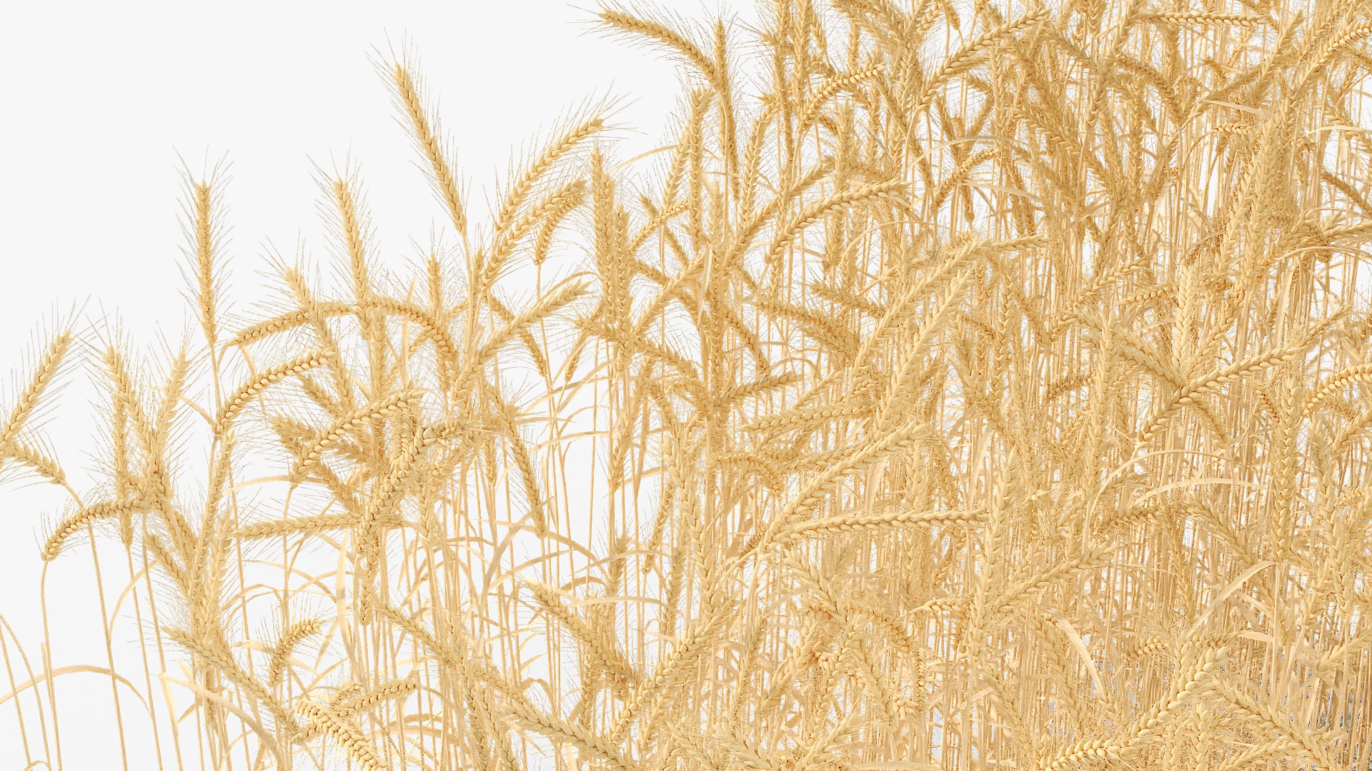 Medieval Farmer in Field 3D https://p.turbosquid.com/ts-thumb/pg/0PVusF/4G/medieval_farmer_in_field_011/jpg/1741897222/1920x1080/fit_q87/1d0a8150eda71ca0f00004956d15020b9d06f3a6/medieval_farmer_in_field_011.jpg