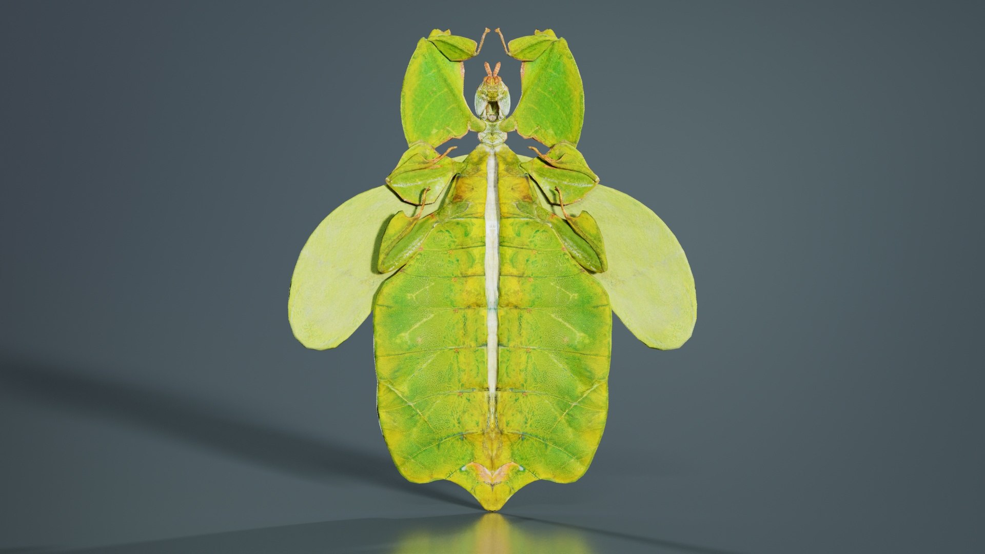 Walking Leaf Phylliidae Leaf Insect Remastered 3D Model - TurboSquid ...