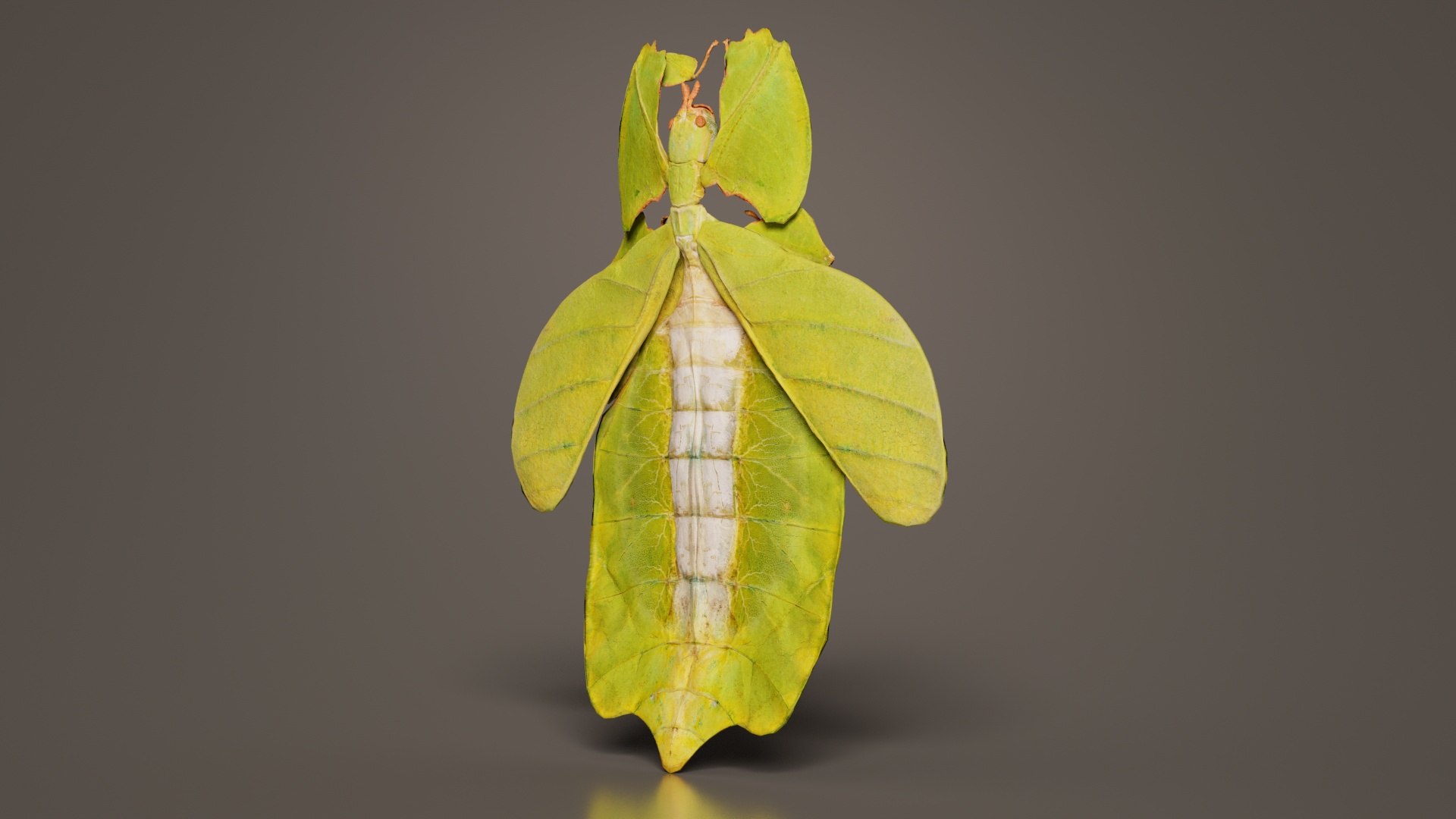 Walking Leaf Phylliidae Leaf Insect Remastered 3D Model - TurboSquid ...