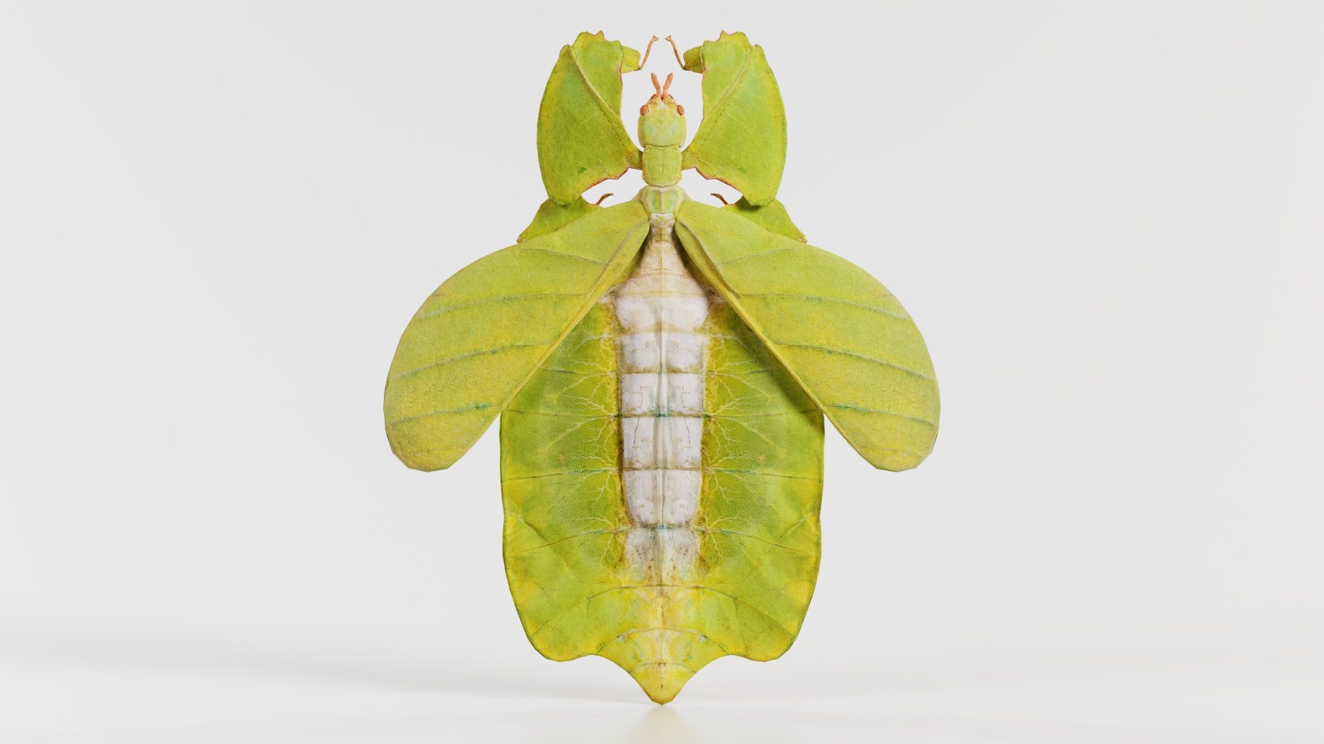 Walking Leaf Phylliidae Leaf Insect Remastered 3D Model - TurboSquid ...