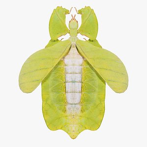 Walking Leaf Phylliidae Leaf Insect Remastered 3D model