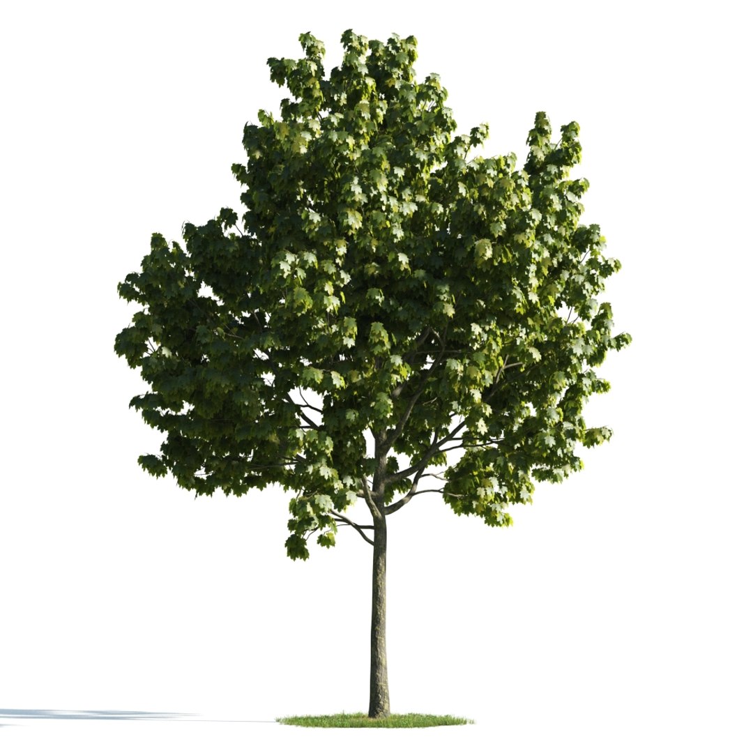 Small tree. Archmodels Vol. 176. Деревья для визуализации. Дерево рендер. Деревья для рендеров.