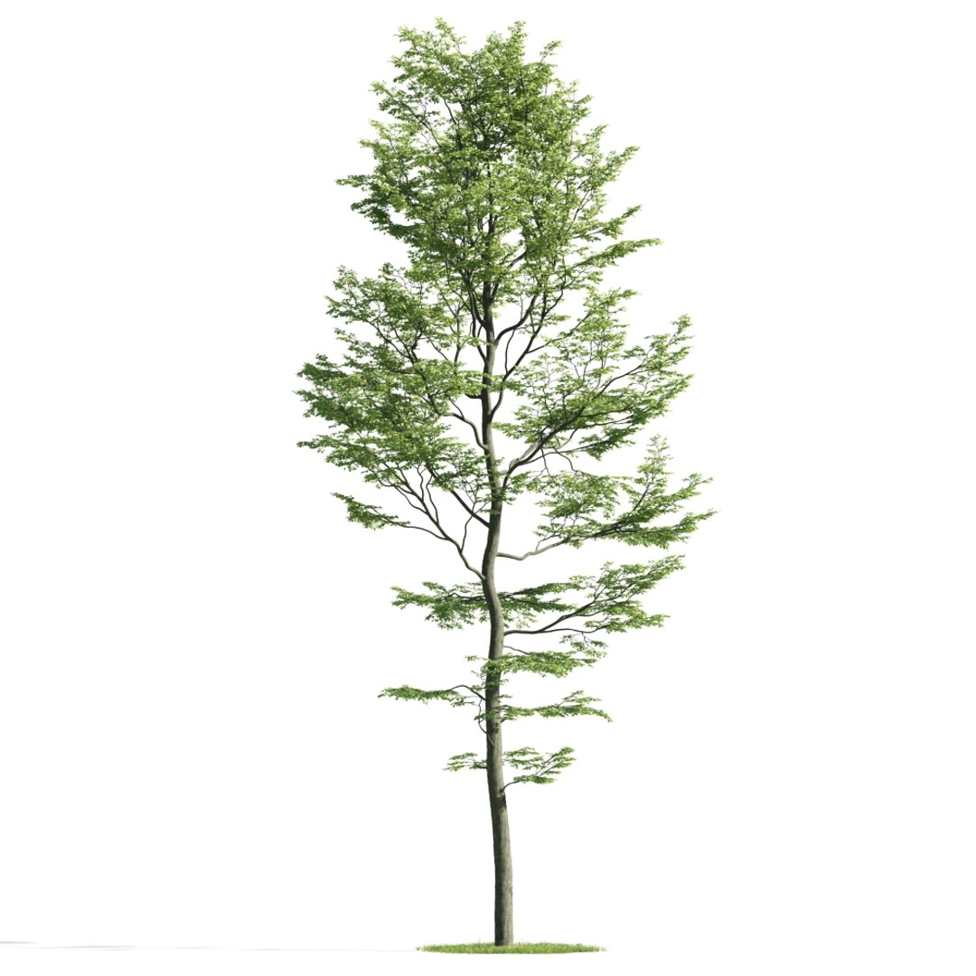 Эволюция большого дерева 184. Archmodels Vol. 176. Evermotion archmodels Tree. Evermotion 219.