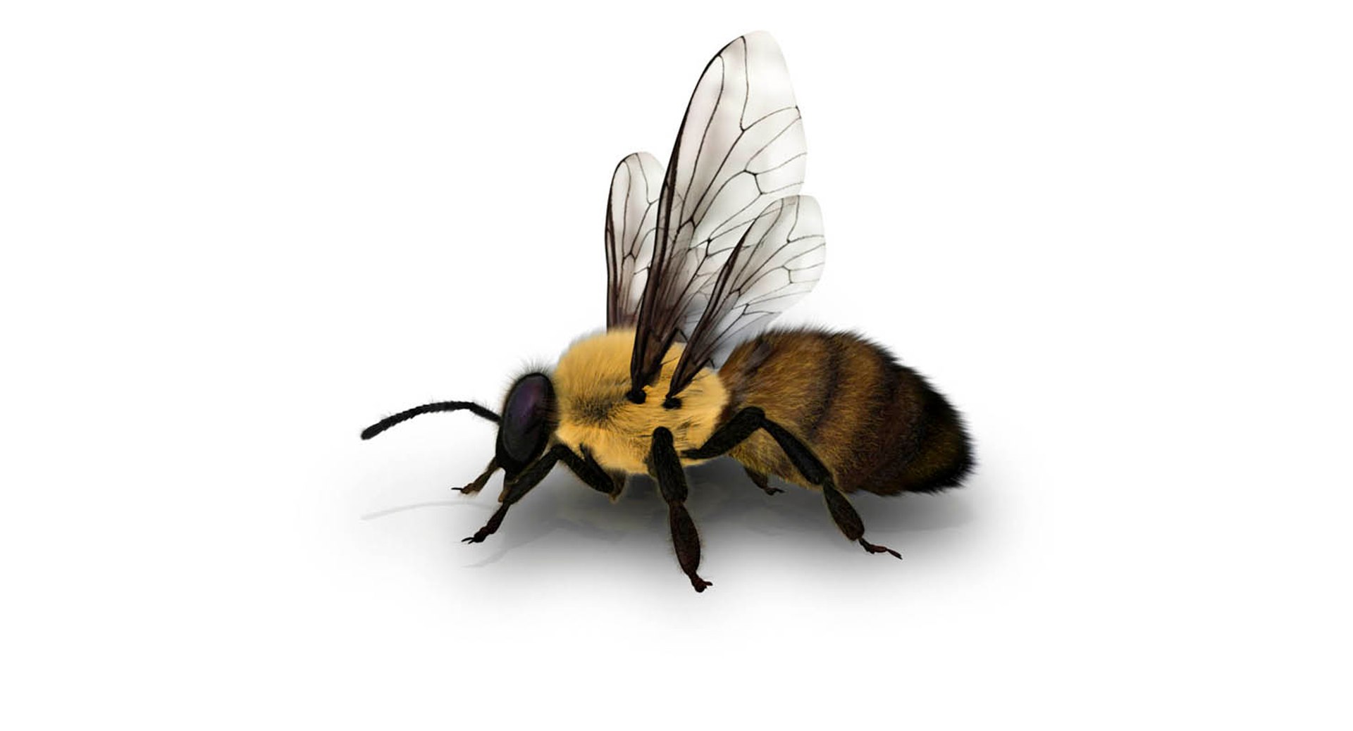Honeybee 3D Model - TurboSquid 1434603