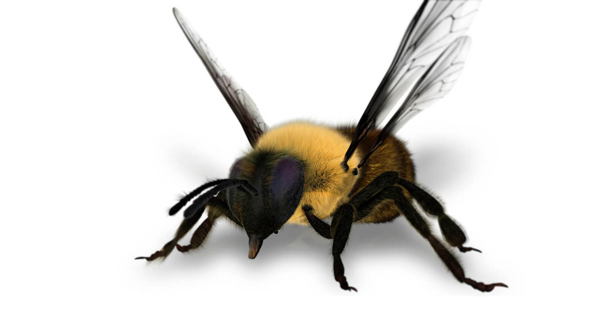 Honeybee 3D Model - TurboSquid 1434603