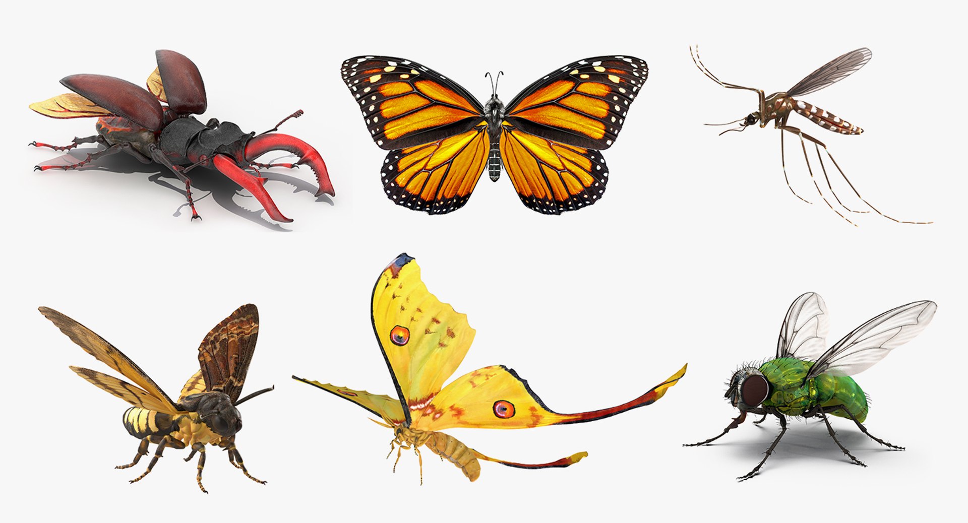 Rigged Flying Insects Collection for Cinema 4D 3D model preview