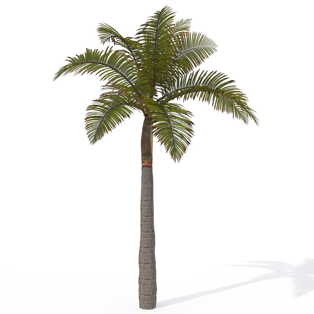 Tropical Dvd Trees Plants 3d Model