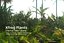 tropical dvd trees plants 3d model