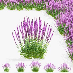 Salvia nemorosa amethyst flower 3D