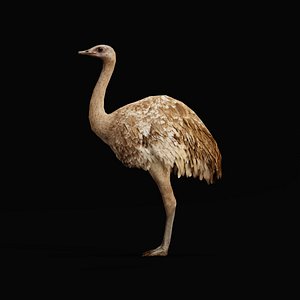 Rheas American Ostrich Bird model