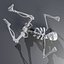 Skeleton