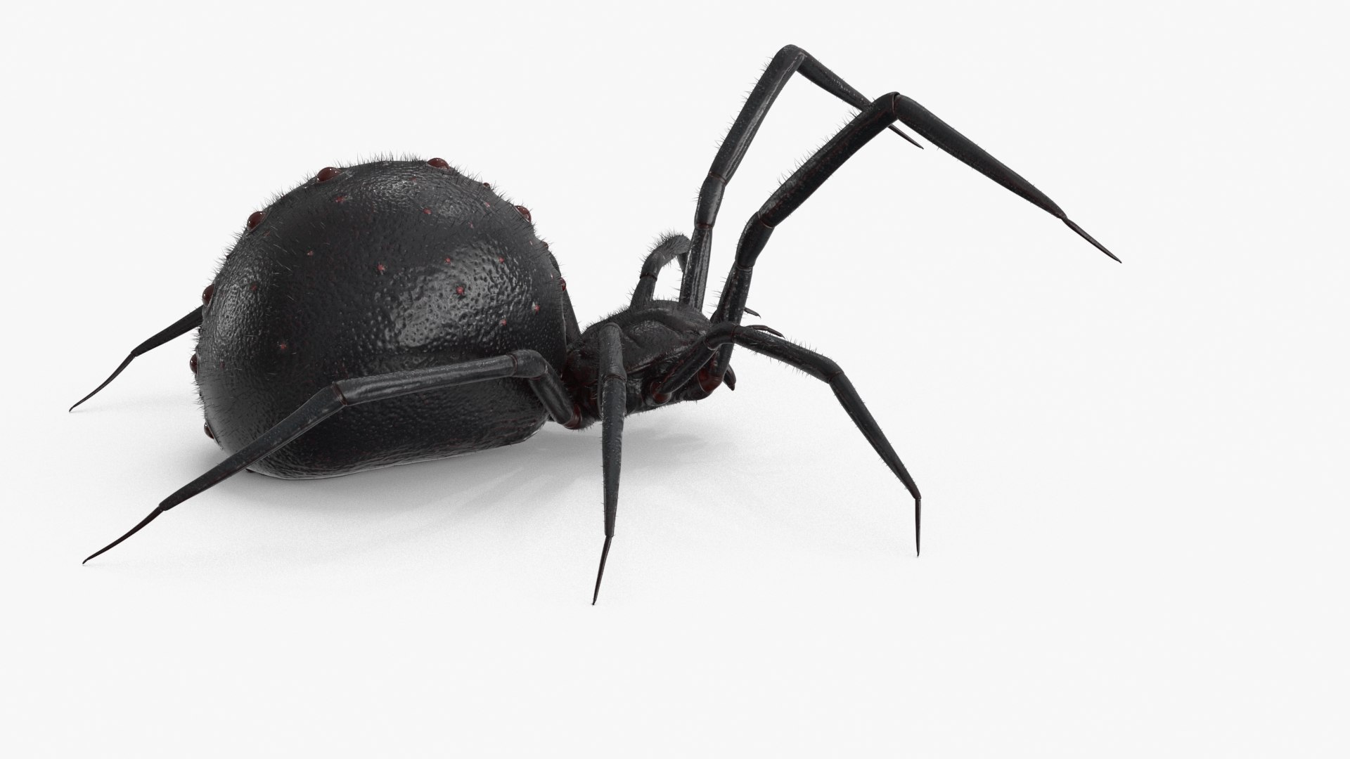 Spider Model - TurboSquid 2148854