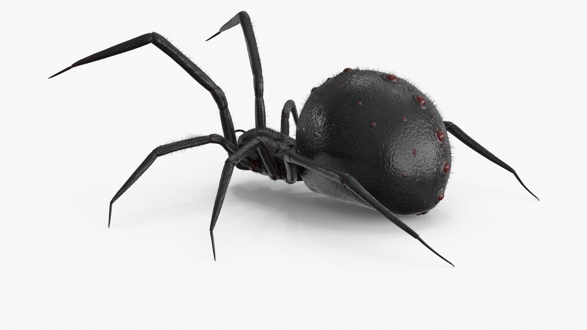 Spider Model - TurboSquid 2148854