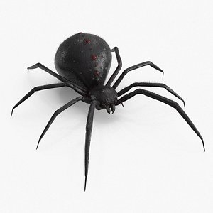 Spider model