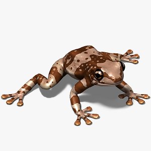 Amazon Milk Frog 3D model