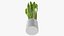 Saint Georges Sword Plant