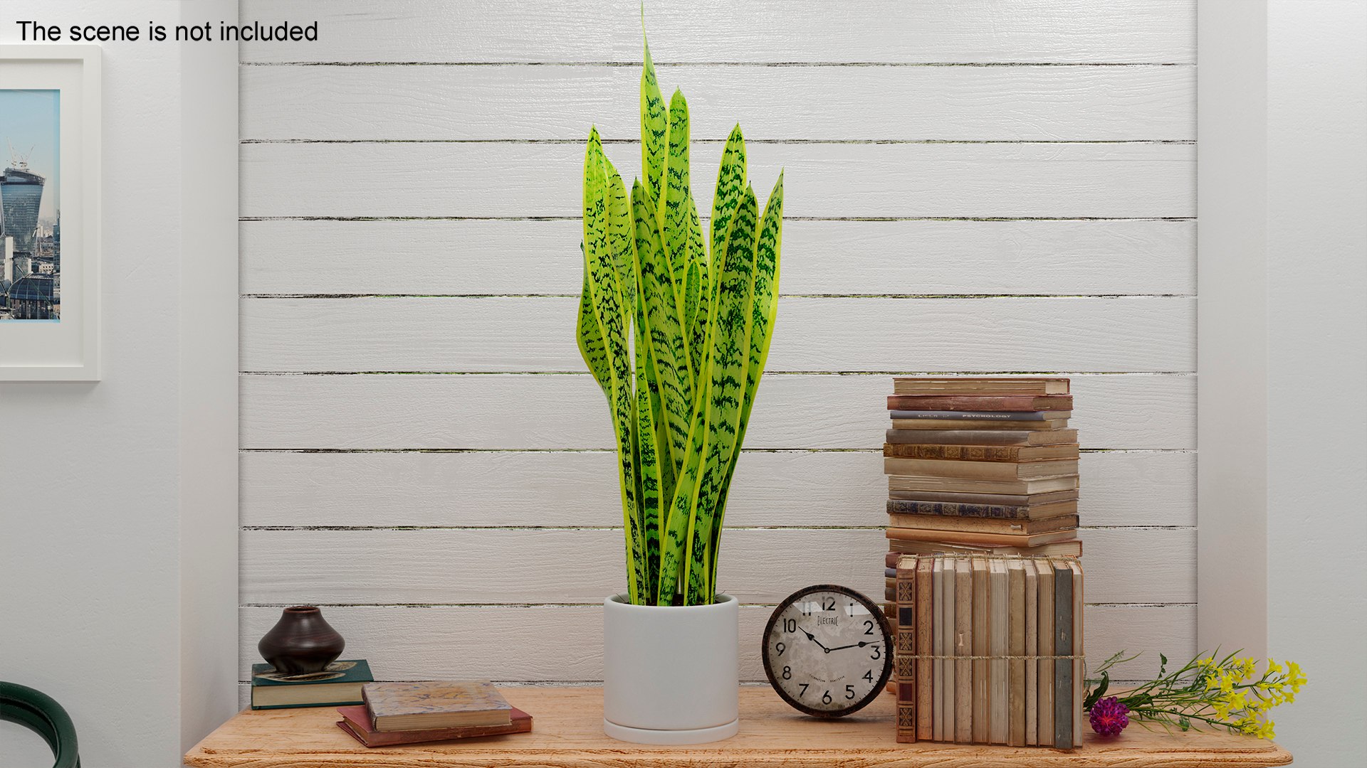 3D Saint Georges Sword Plant model https://p.turbosquid.com/ts-thumb/ph/8B4JHW/hV/saintgeorgesswordplantc4dmodel010/jpg/1693780430/1920x1080/fit_q87/cc61003aa3b93a9ce98b7d560508f780b784d6ae/saintgeorgesswordplantc4dmodel010.jpg