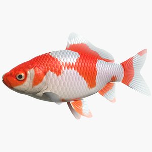 fish goldfish wakin 3d model