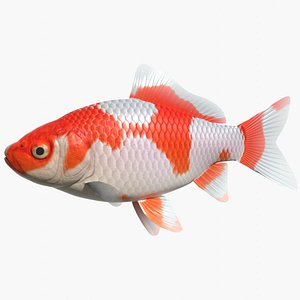 Common goldfish