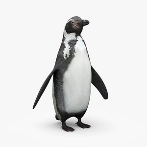 Pinguino de Humboldt