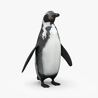 Pinguino de Humboldt