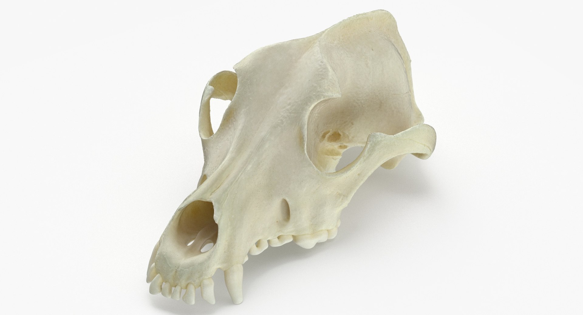 Domestic Dog Skull 01 3D Model TurboSquid 2122410