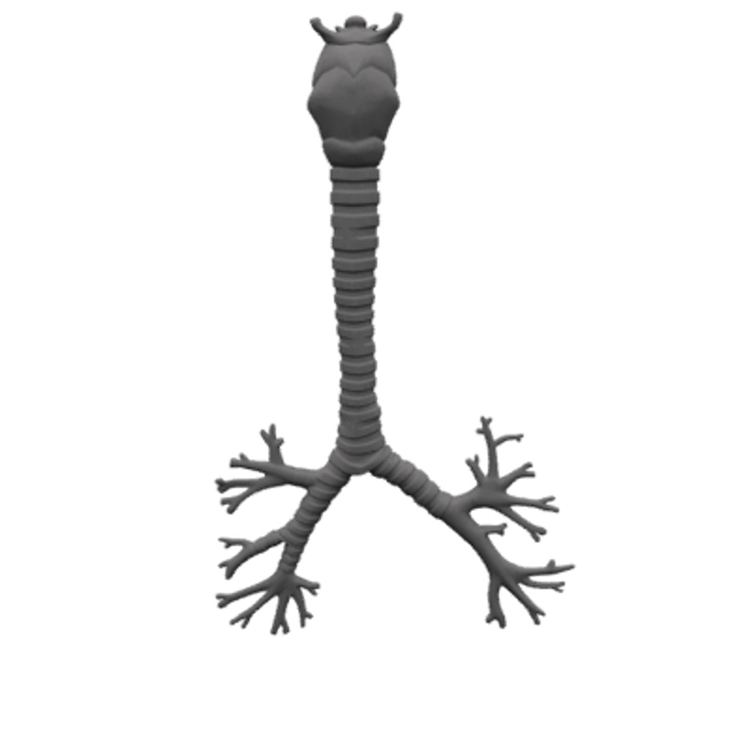 Human Lungs Bronchus 3d Model