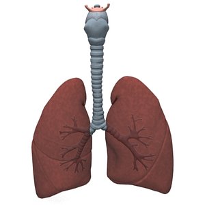 lungs.max