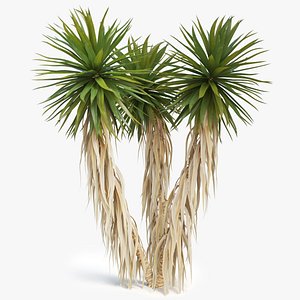 3D yucca palm 01 model