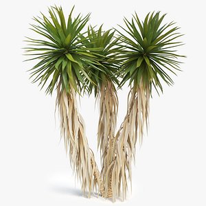 Yucca Palm 01
