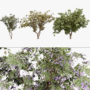 3D Tree Wisteria 3D Model Pack model