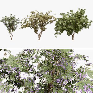Tree Wisteria 3D Model Pack