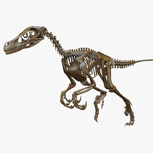 3D velociraptor skeleton