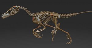 3D velociraptor skeleton