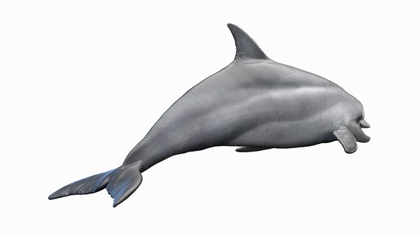 Bottlenose Dolphin 3D model - TurboSquid 1952944